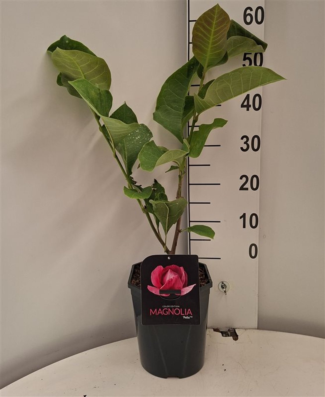 Magnolia 'Felix Jury' - C5 50-60 CM